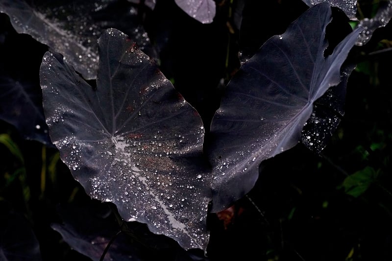 Mystical foliage