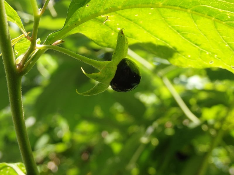 Belladonna