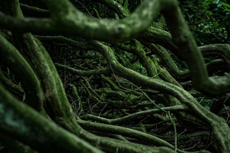 Mandrake Root
