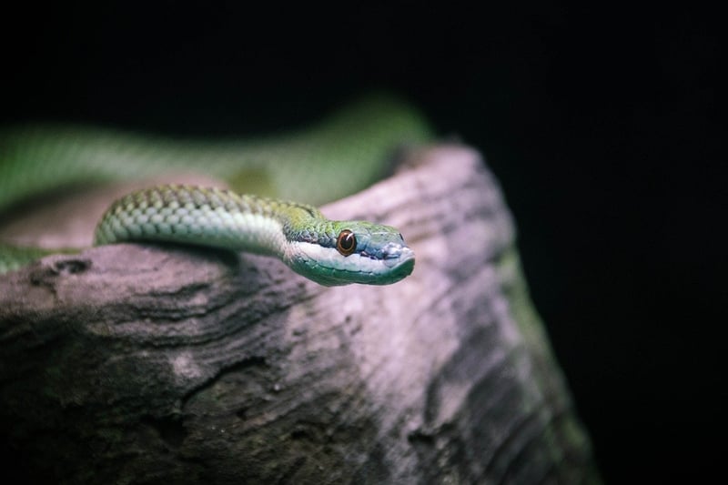Wise Serpent