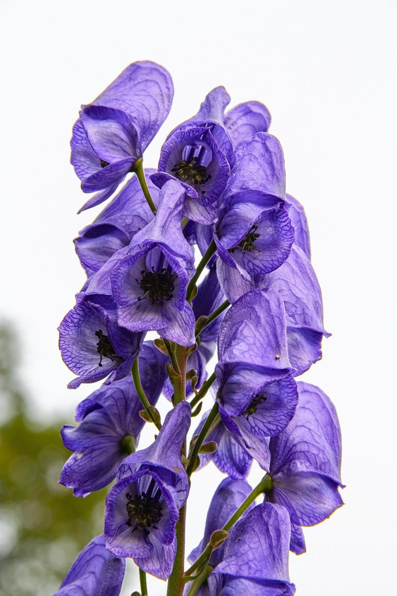 Wolfsbane